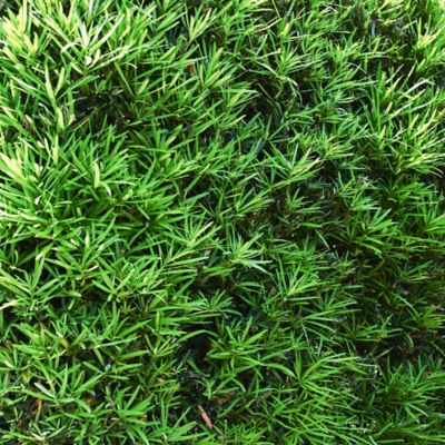 Image showing  3 gal. Potted Podocarpus Pringles Dwarf Bush