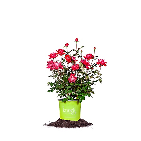 Perfect Plants Double Red Knock Out Bush in 1 gal. Grower's Pot