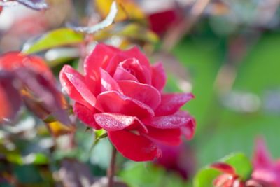 Image showing  Double Red Knock Out Bush in 1 gal. Grower's Pot