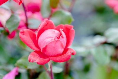 Image showing  Double Red Knock Out Bush in 1 gal. Grower's Pot