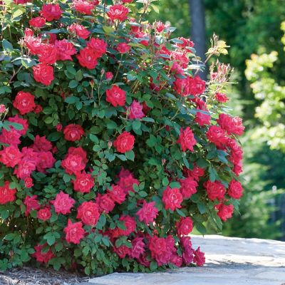 Image showing  Double Red Knock Out Bush in 1 gal. Grower's Pot
