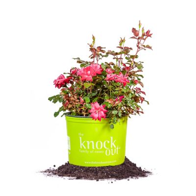 Perfect Plants Double Red Knock Out Bush in 3 gal. Grower's Pot