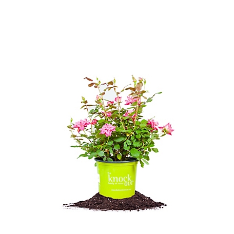 Perfect Plants Double Pink Knock Out Rose Bush in 1 gal. Grower's Pot