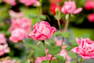 Image showing  1 gal. Potted Double Pink Knock Out Rose Bush