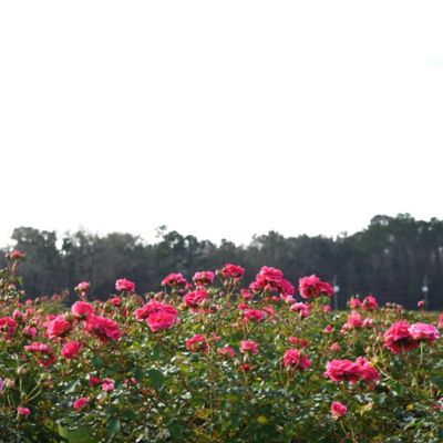 Image showing  1 gal. Potted Double Pink Knock Out Rose Bush