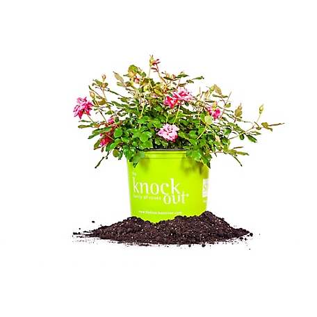Perfect Plants Double Pink Knock Out Bush in 3 Gal. Grower's Pot