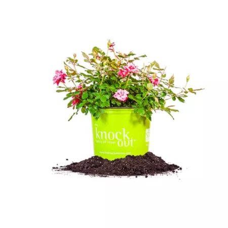 Perfect Plants Double Bush Knock Out Rose in 3 gallons Grower's Pot Ground Cover Plants