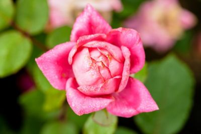 Image showing  Double Pink Knock Out Bush in 3 Gal. Grower's Pot