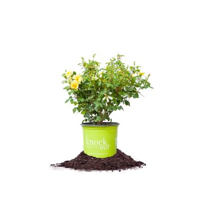 Perfect Plants Sunny Knock Out Rose Bush in 1 gal. Grower's Pot