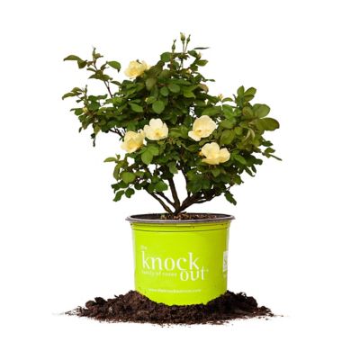 Perfect Plants Sunny Knock Out Rose Bush in 3 gal. Grower's Pot