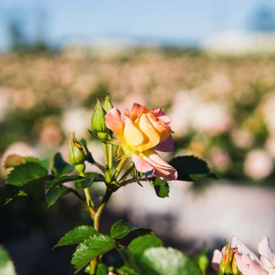 Image showing  Apricot Drift Rose Bush in 1 gal. Grower's Pot
