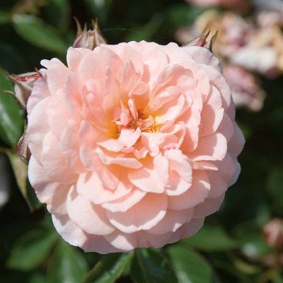 Image showing  Apricot Drift Rose Bush in 1 gal. Grower's Pot