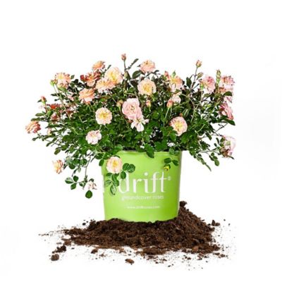 Perfect Plants Apricot Drift Rose Bush in 3 Gal. Grower's Pot