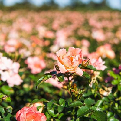 Image showing  Apricot Drift Rose Bush in 3 gal. Grower's Pot