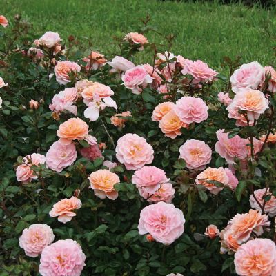 Image showing  Apricot Drift Rose Bush in 3 gal. Grower's Pot