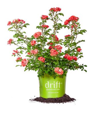 Perfect Plants Coral Drift Rose Bush in 1 Gal. Grower's Pot