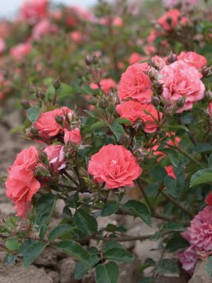 Image showing  Coral Drift Rose Bush in 1 Gal. Grower's Pot