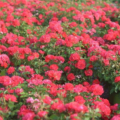 Image showing  Coral Drift Rose Bush in 1 Gal. Grower's Pot