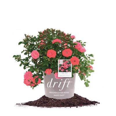 Perfect Plants 3 gal. Potted Coral Drift Rose Bush