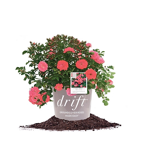Perfect Plants Coral Drift Rose Bush in 3 Gal. Grower's Pot