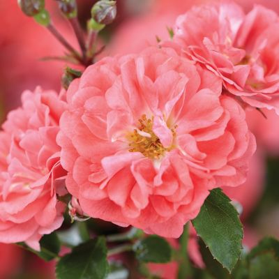 Image showing  3 gal. Potted Coral Drift Rose Bush