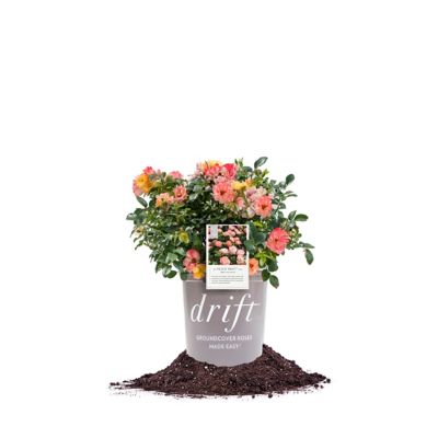 Perfect Plants Peach Drift Rose Bush in 1 Gal. Grower's Pot