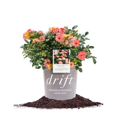 Perfect Plants Peach Drift Rose Bush in 3 Gal. Grower's Pot