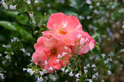 Image showing  Peach Drift Rose Bush in 3 Gal. Grower's Pot