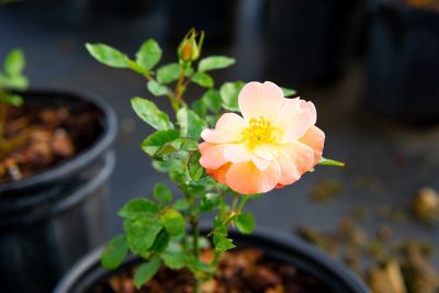 Image showing  Peach Drift Rose Bush in 3 Gal. Grower's Pot