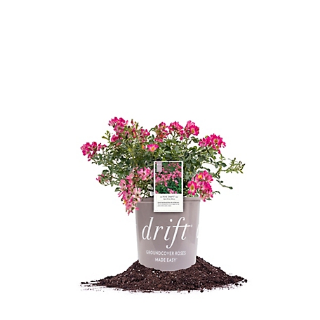 Perfect Plants Pink Drift Rose Bush in 1 gal. Grower's Pot