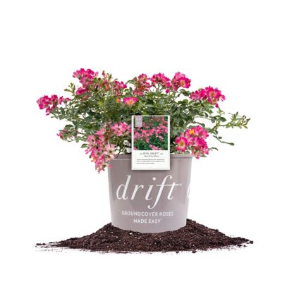 Perfect Plants Pink Drift Rose Bush in 3 Gal. Grower's Pot