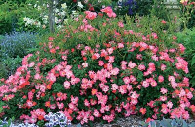 Image showing  Pink Drift Rose Bush in 3 Gal. Grower's Pot