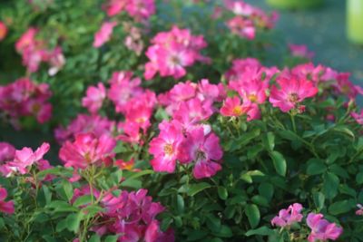 Image showing  Pink Drift Rose Bush in 3 Gal. Grower's Pot