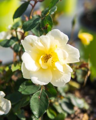 Image showing  Popcorn Drift Rose Bush in 1 gal. Grower's Pot