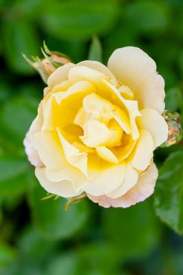 Image showing  Popcorn Drift Rose Bush in 3 Gal. Grower's Pot