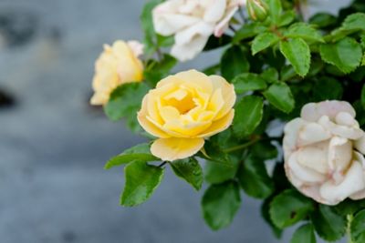 Image showing  Popcorn Drift Rose Bush in 3 Gal. Grower's Pot