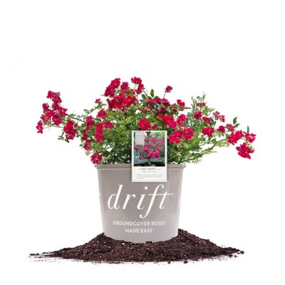 Perfect Plants Red Drift Rose Bush in 1 Gal. Grower's Pot