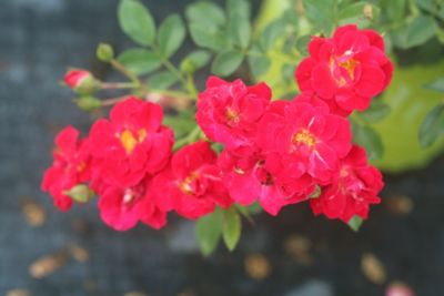 Image showing  Red Drift Rose Bush in 1 Gal. Grower's Pot