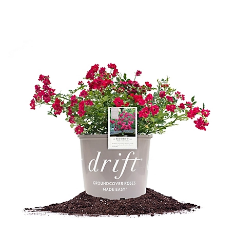 Perfect Plants Red Drift Rose Bush in 3 Gal. Grower's Pot