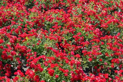 Image showing  Red Drift Rose Bush in 3 Gal. Grower's Pot