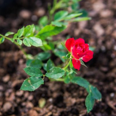 Image showing  Red Drift Rose Bush in 3 Gal. Grower's Pot