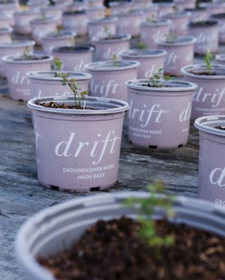 Image showing  Red Drift Rose Bush in 3 Gal. Grower's Pot