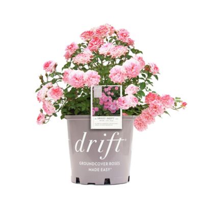 Image showing  Sweet Drift Rose Bush in 1 Gal. Grower's Pot