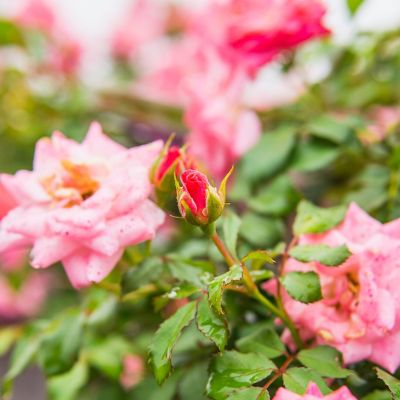 Image showing 5 th Perfect Plants Sweet Drift Rose Bush in 1 Gal. Grower's Pot