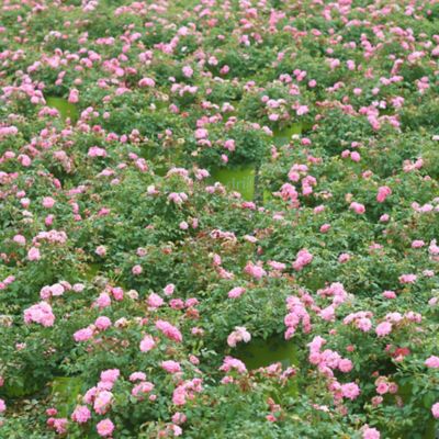Image showing 6 th Perfect Plants Sweet Drift Rose Bush in 1 Gal. Grower's Pot