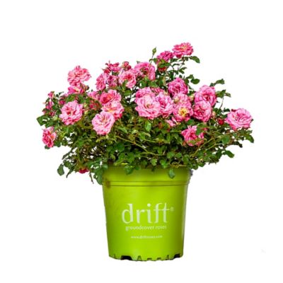 Perfect Plants Sweet Drift Rose Bush in 3 Gal. Grower's Pot