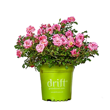 Perfect Plants Sweet Drift Rose Bush in 3 Gal. Grower's Pot