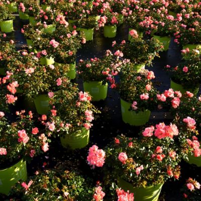 Image showing  Sweet Drift Rose Bush in 3 gal. Grower's Pot