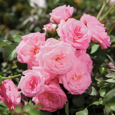 Image showing  Sweet Drift Rose Bush in 3 gal. Grower's Pot