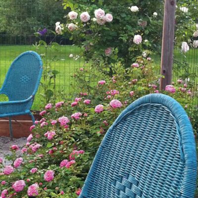 Image showing  Sweet Drift Rose Bush in 3 gal. Grower's Pot